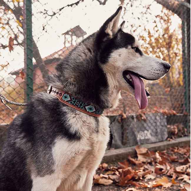 Dog Leash